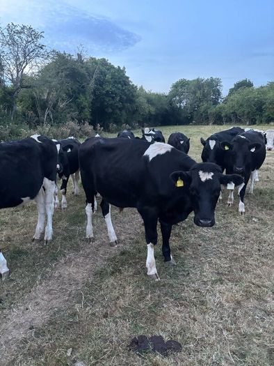 Bullocks