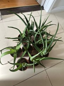 Aloe Vera plant (Skin)