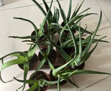 Aloe Vera plant (Skin)