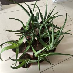 Aloe Vera plant (Skin)