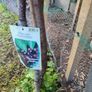 Sweet cherry tree Image 2