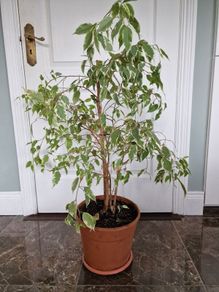 Weeping fig plant