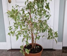 Weeping fig plant