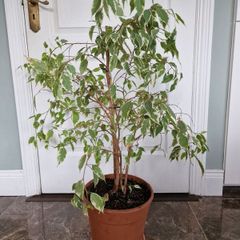 Weeping fig plant