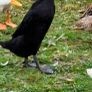 Breeding flock of Indian runner ducks Image 6