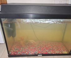80 Litre Aquarium and filter