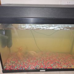 80 Litre Aquarium and filter