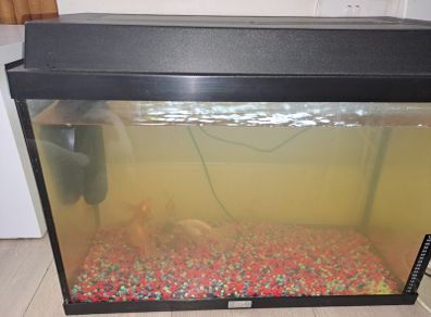 80 Litre Aquarium and filter