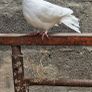 pigeons Image 6