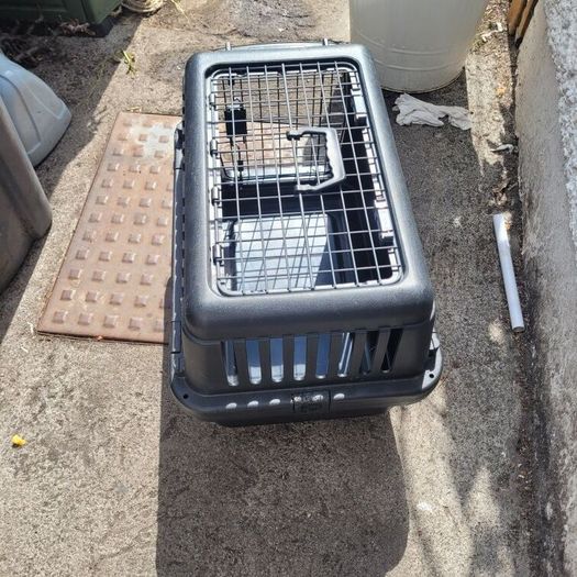 cat / dog transport
