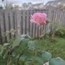 Rose  plant Image 2