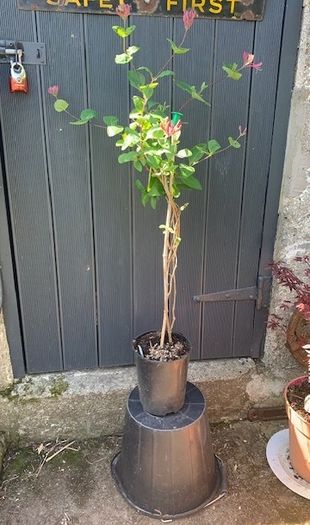 Honeysuckle plant