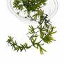 Crepidomanes sp. Malabaricum (mini fern) - 10cm Image 2