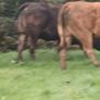 Top class heifers calving Jan Image 3