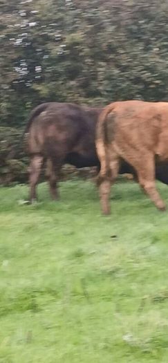 Top class heifers calving Jan