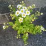 Feverfew plant Image 2