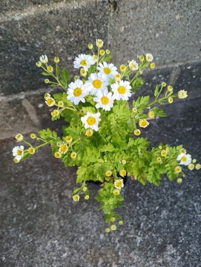 Feverfew plant
