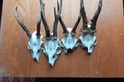 4 x roe deer skulls