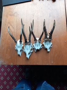 4 x roe deer skulls