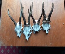 4 x roe deer skulls
