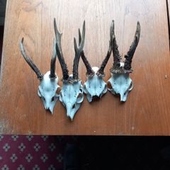 4 x roe deer skulls