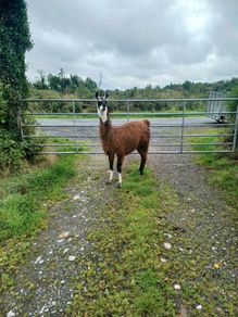 Llama
