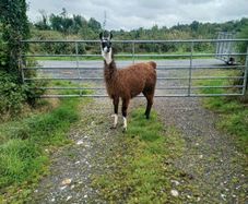 Llama
