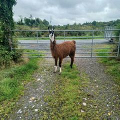 Llama
