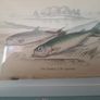 Antique fish prints 1840 Image 2