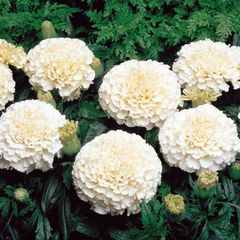 (M) African Marigold Eskmo seeds 0.1g (413355)