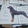 Three Pet Love dog breed guides. Image 7