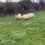Perth blackface ram lambs Image 5