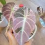 Corm of Alocasia Black Velvet Pink Variegated Image 3