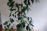 Ficus benjamina houseplant planted in a green ceramic pot