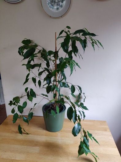 Ficus benjamina houseplant planted in a green ceramic pot