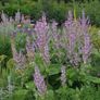 (S) Clary Sage seeds 0.5g (184298) Image 2