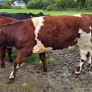 Pedigree Shorthorn Heifers Image 10