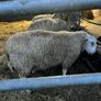Ewe and Ram Lambs for sale Image 5