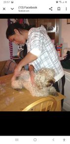 affordable dog grooming