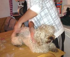 affordable dog grooming