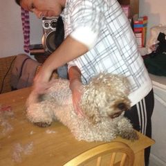 affordable dog grooming