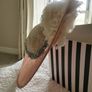 Jennifer wrynne Hat Image 9