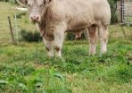 Bulls