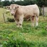 Bulls Image 3