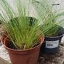 Pampas grass, Pony tails. Image 5
