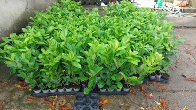 Laurel Hedging
