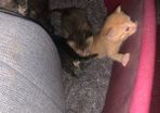 kittens