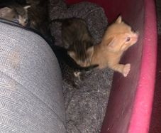kittens