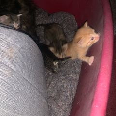 kittens