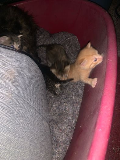 kittens